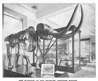 An illustration from Scientific American, Vol. 84, No. 20 (May 1901) (1901)