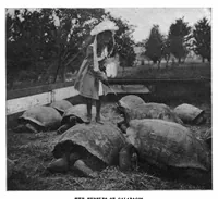 An illustration from Scientific American, Vol. 85, No. 9 (August 1901) (1901)