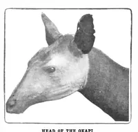 An illustration from Scientific American, Vol. 85, No. 16 (October 1901) (1901)