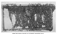 Picture 12 of 18 from Scientific American, Vol. 85, No. 18 (November 1901) (1901), leaf 8