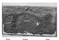 Picture 14 of 18 from Scientific American, Vol. 85, No. 18 (November 1901) (1901), leaf 8