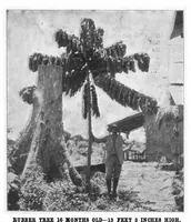 Picture 4 of 8 from Scientific American, Vol. 85, No. 19 (November 1901) (1901), leaf 4