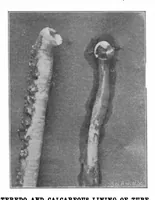 An illustration from Scientific American, Vol. 85, No. 20 (November 1901) (1901)