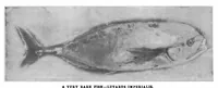 An illustration from Scientific American, Vol. 85, No. 25 (December 1901) (1901)