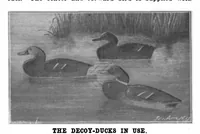 An illustration from Scientific American, Vol. 85, No. 26 (December 1901) (1901)