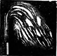 An illustration from Scientific American, Vol. 86, No. 2 (January 1902) (1902)