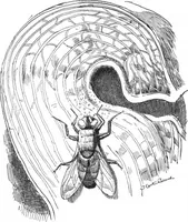 Picture 12 of 50 from Scientific American, Vol. 86, No. 14 (April 1902) (1902), leaf 8