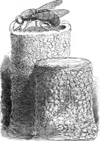 An illustration from Scientific American, Vol. 86, No. 14 (April 1902) (1902)