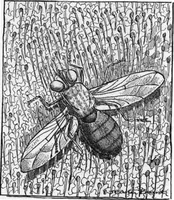 An illustration from Scientific American, Vol. 86, No. 14 (April 1902) (1902)