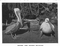 Picture 10 of 16 from Scientific American, Vol. 86, No. 15 (April 1902) (1902), leaf 10