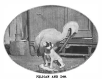 Picture 11 of 16 from Scientific American, Vol. 86, No. 15 (April 1902) (1902), leaf 10