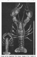 Picture 22 of 28 from Scientific American, Vol. 86, No. 20 (May 1902) (1902), leaf 12