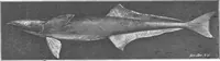 An illustration from Scientific American, Vol. 87, No. 5 (August 1902) (1902)
