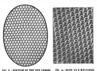 Picture 7 of 16 from Scientific American, Vol. 88, No. 14 (April 1903) (1903), leaf 8