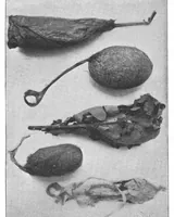 Picture 10 of 18 from Scientific American, Vol. 88, No. 22 (May 1903) (1903), leaf 8
