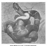 An illustration from Scientific American, Vol. 88, No. 26 (June 1903) (1903)