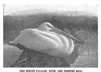 An illustration from Scientific American, Vol. 88, No. 26 (June 1903) (1903)