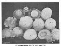 Picture 10 of 16 from Scientific American, Vol. 88, No. 26 (June 1903) (1903), leaf 9