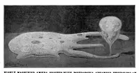 Picture 15 of 21 from Scientific American, Vol. 89, No. 2 (July 1903) (1903), leaf 10