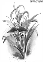 Picture 15 of 20 from Scientific American, Vol. 89, No. 8 (August 1903) (1903), leaf 10