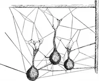 An illustration from Scientific American, Vol. 89, No. 10 (September 1903) (1903)