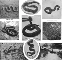 An illustration from Scientific American, Vol. 89, No. 20 (November 1903) (1903)