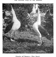 Picture 25 of 35 from Scientific American, Vol. 89, No. 24 (December 1903) (1903), leaf 25
