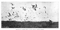Picture 13 of 21 from Scientific American, Vol. 89, No. 25 (December 1903) (1903), leaf 8