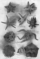 An illustration from Scientific American, Vol. 90, No. 5 (January 1904) (1904)