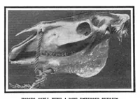 An illustration from Scientific American, Vol. 91, No. 2 (July 1904) (1904)