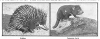 Picture 14 of 21 from Scientific American, Vol. 91, No. 5 (July 1904) (1904), leaf 10