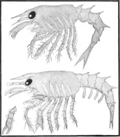 An illustration from Scientific American, Vol. 91, No. 14 (October 1904) (1904)