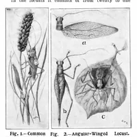 Picture 5 of 18 from Scientific American, Vol. 91, No. 19 (November 1904) (1904), leaf 6