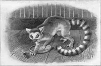 An illustration from Scientific American, Vol. 92, No. 1 (January 1905) (1905)