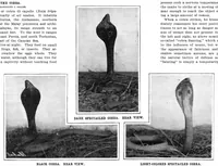 Picture 1 of 27 from Scientific American, Vol. 92, No. 21 (May 1905) (1905), leaf 3