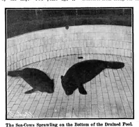 Picture 10 of 27 from Scientific American, Vol. 92, No. 21 (May 1905) (1905), leaf 8