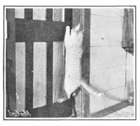 Picture 14 of 24 from Scientific American, Vol. 92, No. 22 (June 1905) (1905), leaf 10