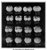 An illustration from Scientific American, Vol. 92, No. 25 (June 1905) (1905)