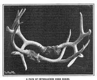 Picture 11 of 18 from Scientific American, Vol. 93, No. 2 (July 1905) (1905), leaf 10