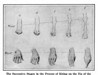 Picture 3 of 20 from Scientific American, Vol. 93, No. 5 (July 1905) (1905), leaf 4