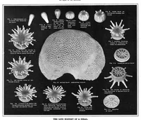 An illustration from Scientific American, Vol. 93, No. 6 (August 1905) (1905)