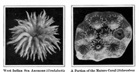 An illustration from Scientific American, Vol. 93, No. 6 (August 1905) (1905)