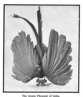 Picture 18 of 31 from Scientific American, Vol. 93, No. 8 (August 1905) (1905), leaf 11