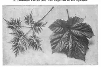 Picture 11 of 26 from Scientific American, Vol. 93, No. 12 (September 1905) (1905), leaf 8