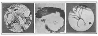 An illustration from Scientific American, Vol. 93, No. 14 (September 1905) (1905)