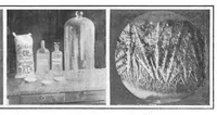 An illustration from Scientific American, Vol. 93, No. 14 (September 1905) (1905)