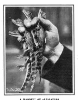 Picture 2 of 25 from Scientific American, Vol. 93, No. 15 (October 1905) (1905), leaf 3