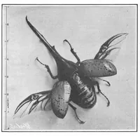 An illustration from Scientific American, Vol. 93, No. 17 (October 1905) (1905)