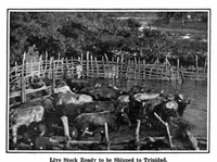 Picture 6 of 21 from Scientific American, Vol. 93, No. 22 (November 1905) (1905), leaf 7