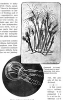 An illustration from Scientific American, Vol. 93, No. 23 (December 1905) (1905)